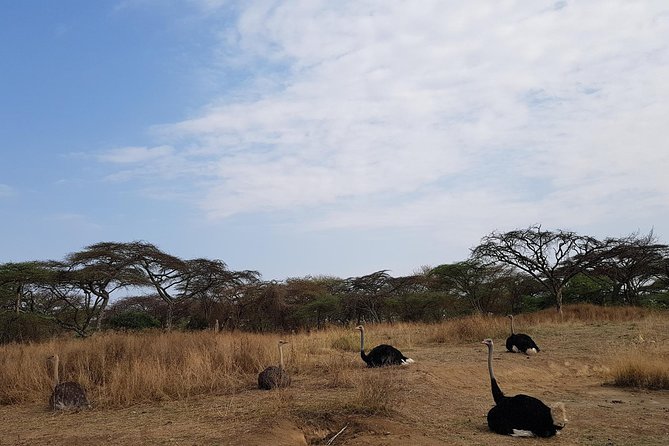 2 Days Ethiopian Rift Valley Lakes Tour from Addis Ababa - Melka Kunture and humanity’s early story