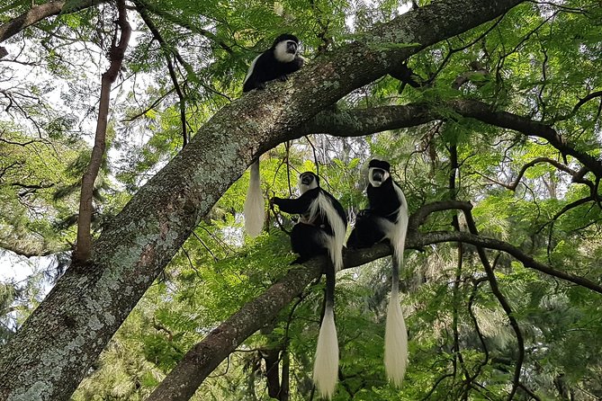 2 Days Ethiopian Rift Valley Lakes Tour from Addis Ababa - Lake Ziway: birds, hippos, and open water