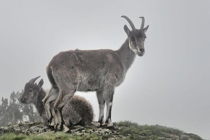 2 Days Simien Mountains Trekking - How hard is the two-day trek?