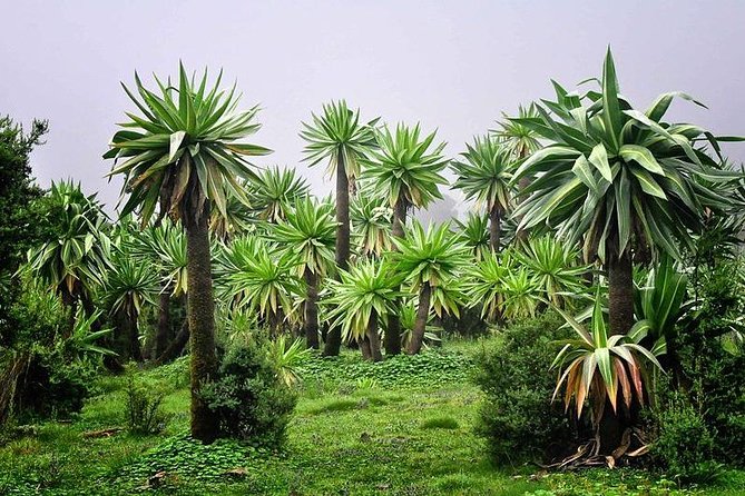 2 Days Simien Mountains Trekking - Who should book this Simien Mountains trip?