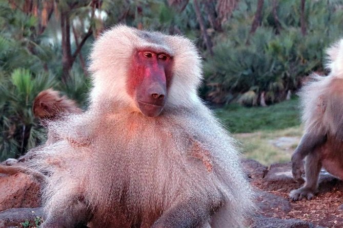 2 Days Wildlife Safari to Awash National Park - From Addis Ababa to the Awash Rift Valley