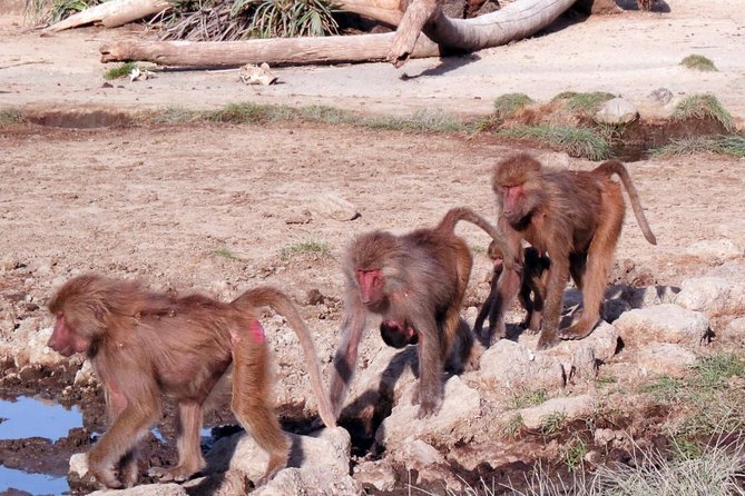 2 Days Wildlife Safari to Awash National Park - An afternoon among Awash wildlife
