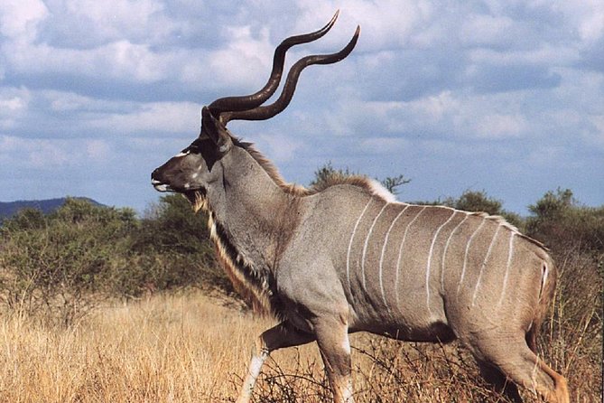 2 Days Wildlife Safari to Awash National Park - The early morning game drive