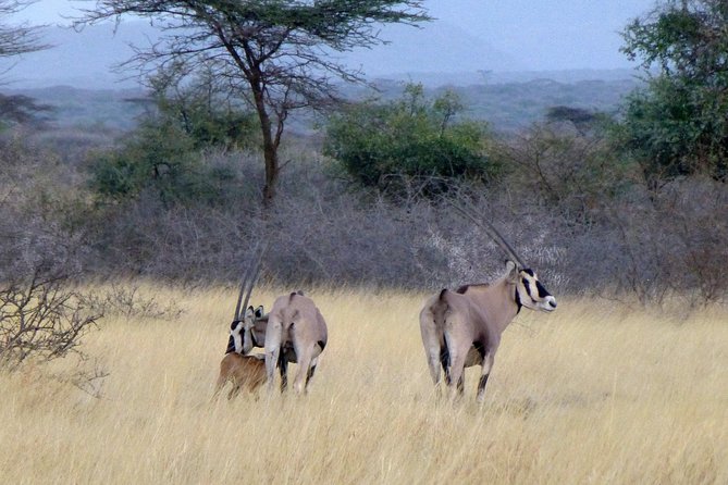 2 Days Wildlife Safari to Awash National Park - Sodere hot springs on the way home