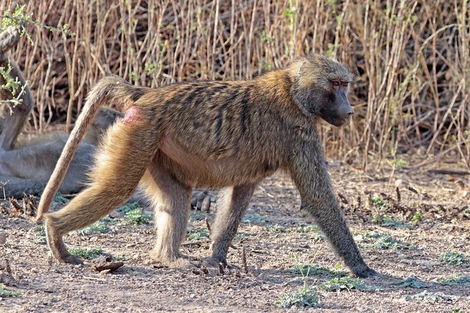 2 Days Wildlife Safari to Awash National Park - What the $358.98 price covers