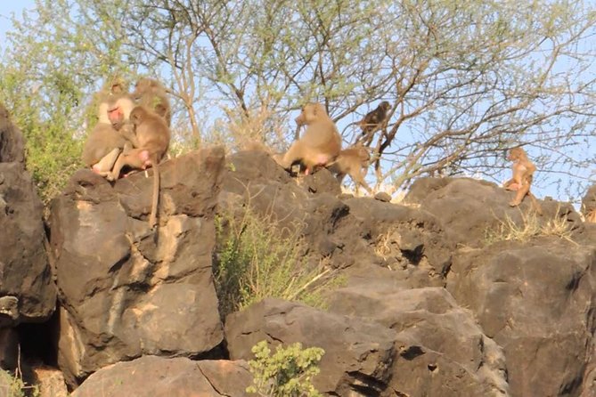 2 Days Wildlife Safari to Awash National Park - Group size, transport, and practical comfort