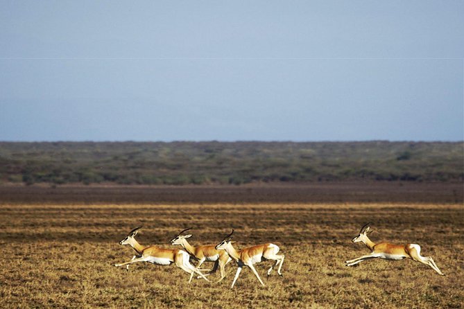 2 Days Wildlife Safari to Awash National Park - The most important issue: current park access