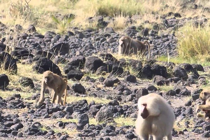 2 Days Wildlife Safari to Awash National Park - Who will enjoy this two-day safari