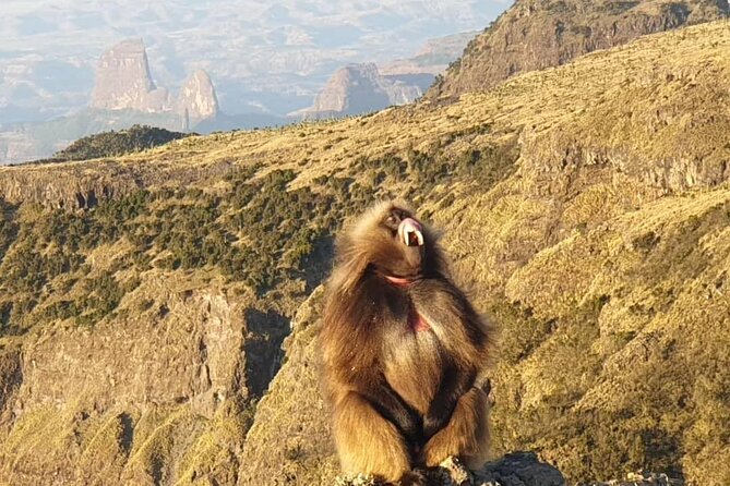 2 Nights 3 Days Trek to Semien Mountain - Key points to know before you book
