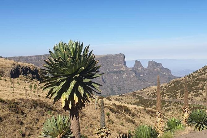 2 Nights 3 Days Trek to Semien Mountain - Day three: Imet Gogo and the road back to Gondar