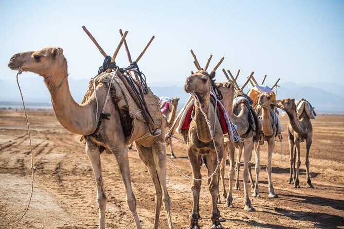 3 Day Danakil Depression Ertale and Dallol Tours - Why the Danakil Depression feels unlike anywhere else