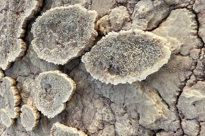 3 Day Danakil Depression Ertale and Dallol Tours - Who will enjoy this three-day tour
