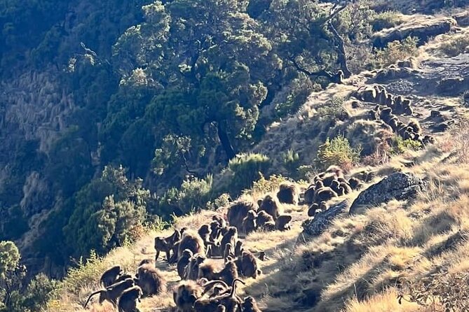 3 Day Simien Mountains Tours - Day one: From Debark to Sankaber
