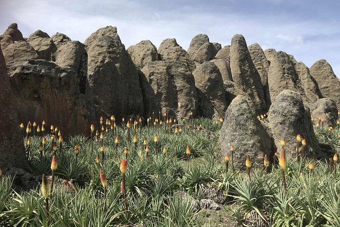 3 Days Bale Mountains Trekking - What the guide and small group setup mean