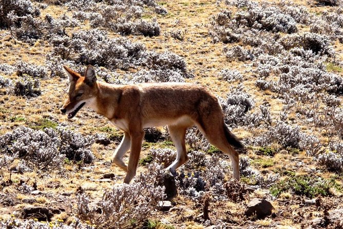 3 Days Bale Mountains Trekking - The $410.26 price and what it appears to cover