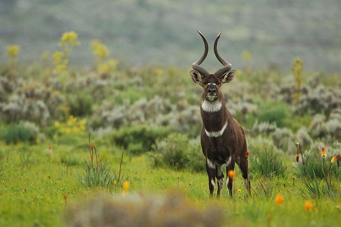 3 Days Bale Mountains Trekking - Who will get the most from this trip