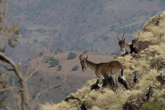 3 Days Simien Mountains Trekking - Day three, Imet Gogo and the return route