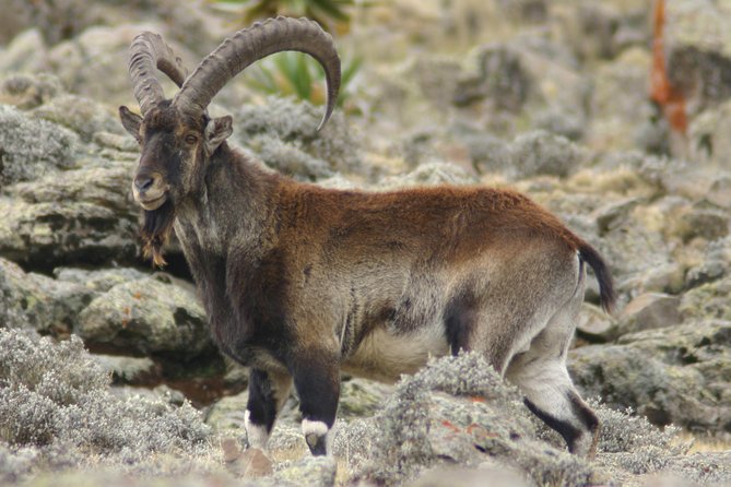 3 Days Simien Mountains Trekking - Wildlife and plant life along the route