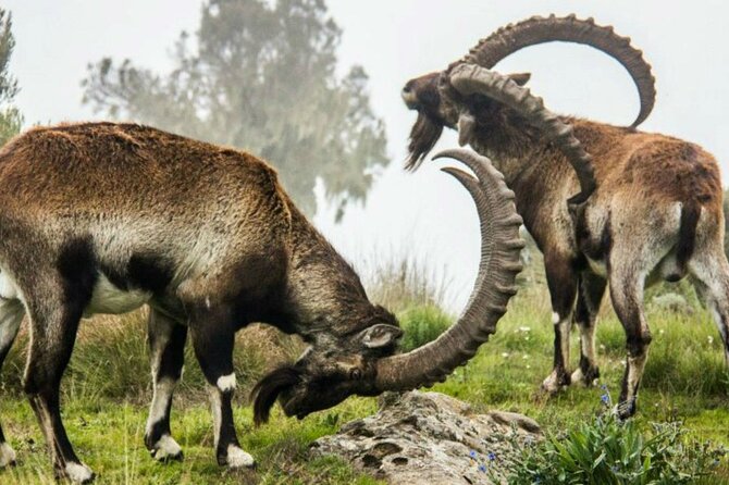 3 Days Trekking Simien Mountains Tours - Why the Simien Mountains are worth three days