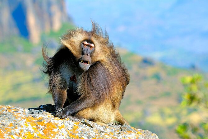 4 Days Tour to North Part of Ethiopia - Day 3: Simien Mountains and Gelada baboons