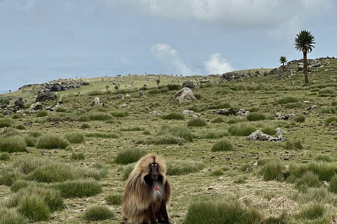 5-Day Northern Ethiopia Tour : 3D Simien Mountains Trek & Axum. - The second day is mainly a transfer through Shire