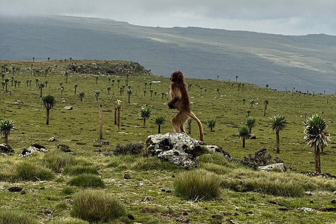 5-Day Northern Ethiopia Tour : 3D Simien Mountains Trek & Axum. - Imet Gogo is the high point of the trek