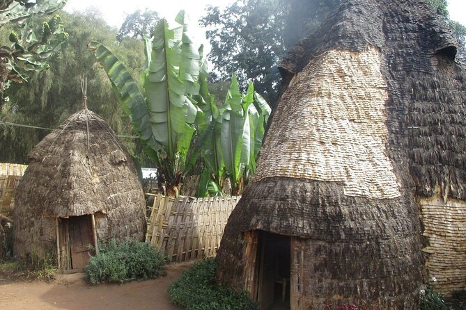 6 day Omo ValleyTours - Day 5: Dorze villages and the false banana harvest