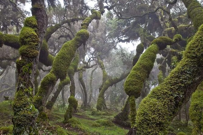 6 Days Bale Mountains Trekking - Key points to know before you book