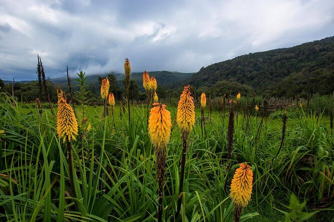 6 Days Bale Mountains Trekking - Day 5: From the high country to Harenna Forest