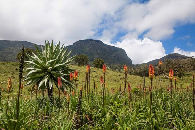 6 Days Bale Mountains Trekking - Day 1: Dinsho woodland and the first wildlife search