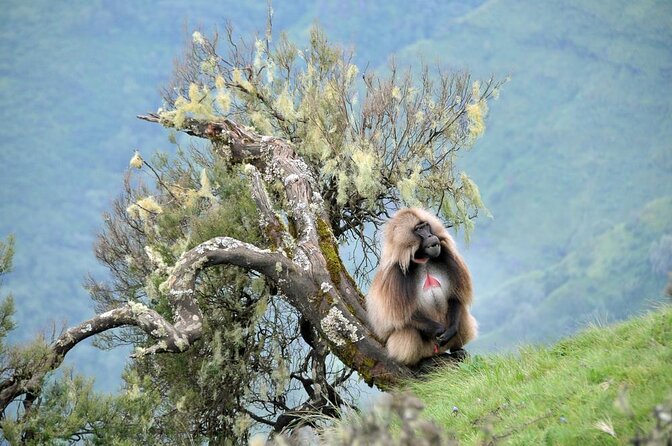 6 Days tour Package (Simien Mountains, Lalibela, and Danakil Depression) - Key points to know before booking