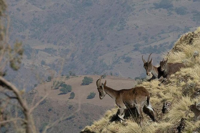 6 Days tour Package (Simien Mountains, Lalibela, and Danakil Depression) - Day 5: Sunrise at Erta Ale and Lake Afrera