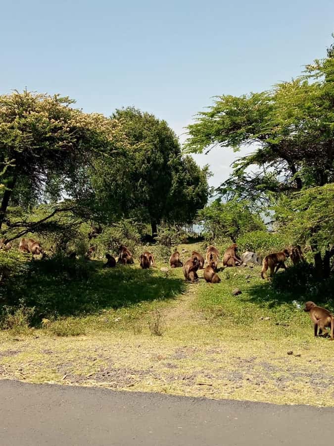 Addis Ababa: Debre Libanos, Blue Nile Gorge, and Cave Tour - Key points to know before booking