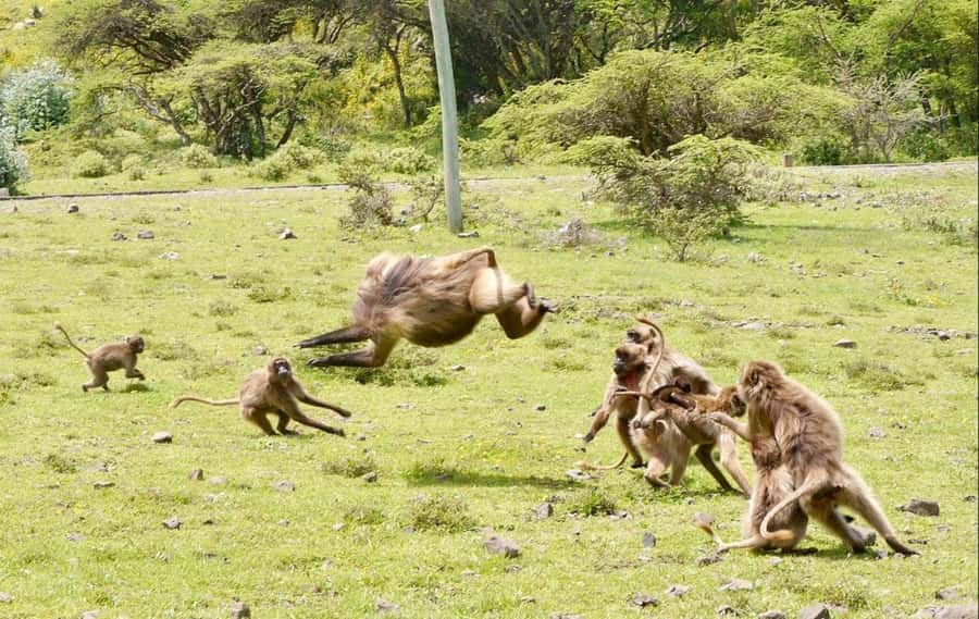 Addis Ababa: Debre Libanos, Blue Nile Gorge, and Cave Tour - Blue Nile Gorge and the Jamma River