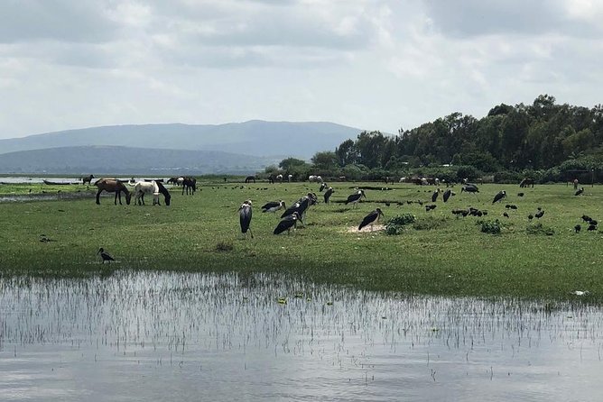 Addis City Tour & Crater Lakes excursions in Debreziet! - The National Museum and the Lucy introduction