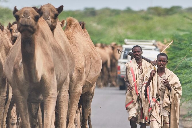 Awash National Park Tours - The Evening Game Drive