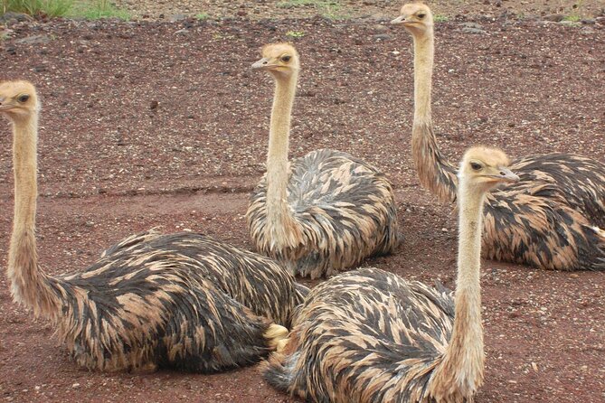 Awash National Park Tours - What Two Days Really Looks Like
