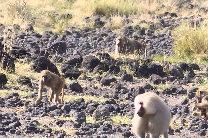 Awash National Park Tours - What the $400 Price Covers