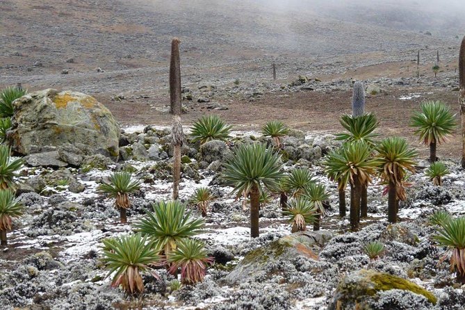 Bale Mountains National Park – 5 Day Tour - Why the Bale Mountains are worth the long drive