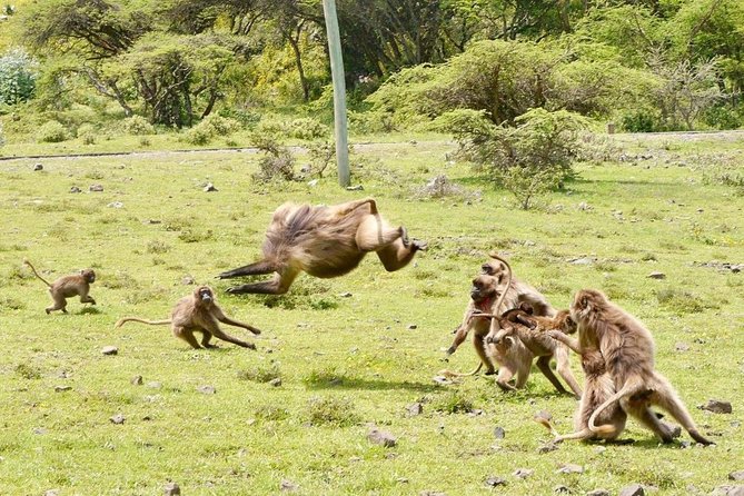 Breathtaking Nature, Wildlife and Cave Church Tour - Free Pickups - Debre Libanos and the story behind the church