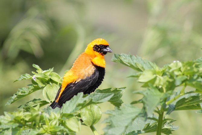 Day Hike Around Lalibela - Watching wildlife without guaranteed sightings