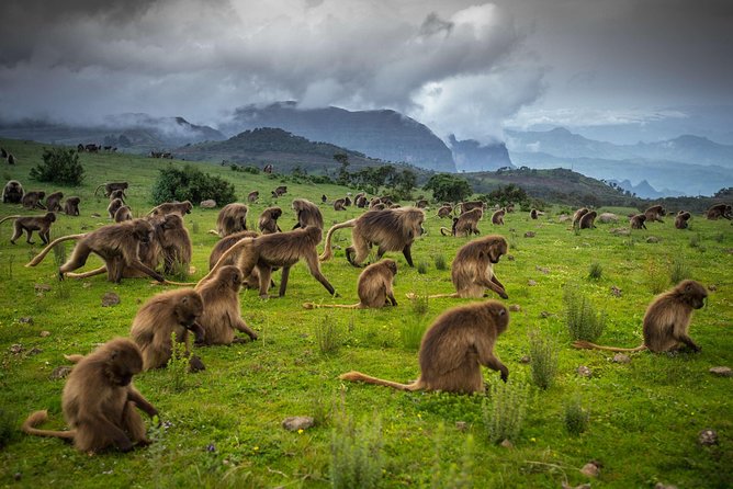 Day trek to Simien Mountain - The three to four hour walk to Chilkuwanit
