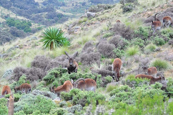 Day trek to Simien Mountain - Timing, fitness, and the long day