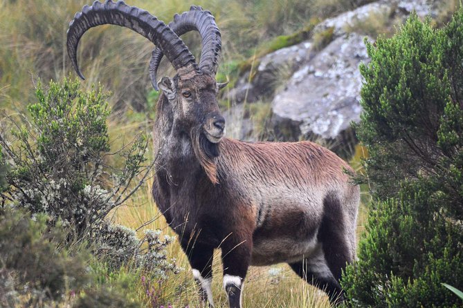 Day trek to Simien Mountain - Practical booking advice