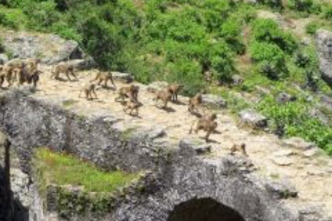Day Trip Around Addis Ababa - Debre Libanos and Saint Tekle Haymanot