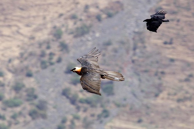 Day Trip From Addis Ababa See Historical Monastery,Stunning Nature,Animals,Birds - Transport, timing, and comfort