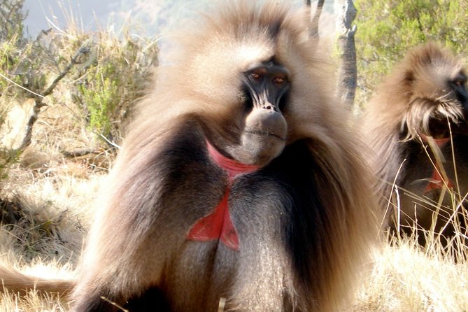 Day Trip From Addis Ababa To Debre Libanos & Blue Nile Gorge - Key points to know before booking