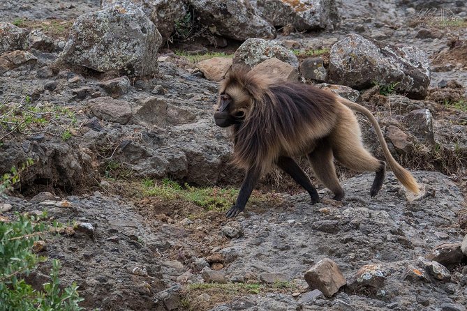 Day Trip From Addis Ababa To Debre Libanos & Portuguese Bridge - Is the $100 price good value?