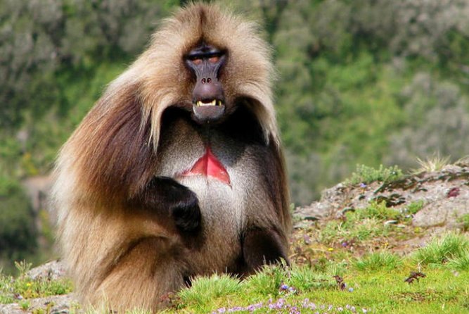 DAY TRIP TO Debre Libanos Monastery Cave Church Nature and Wildlife - Ethiopian lunch and the coffee ceremony