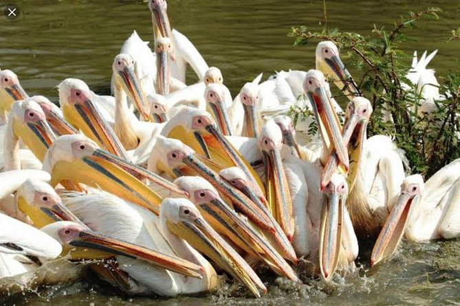 Day Trip To Lake Ziway - Bochessa wetland and Ethiopia’s birdlife